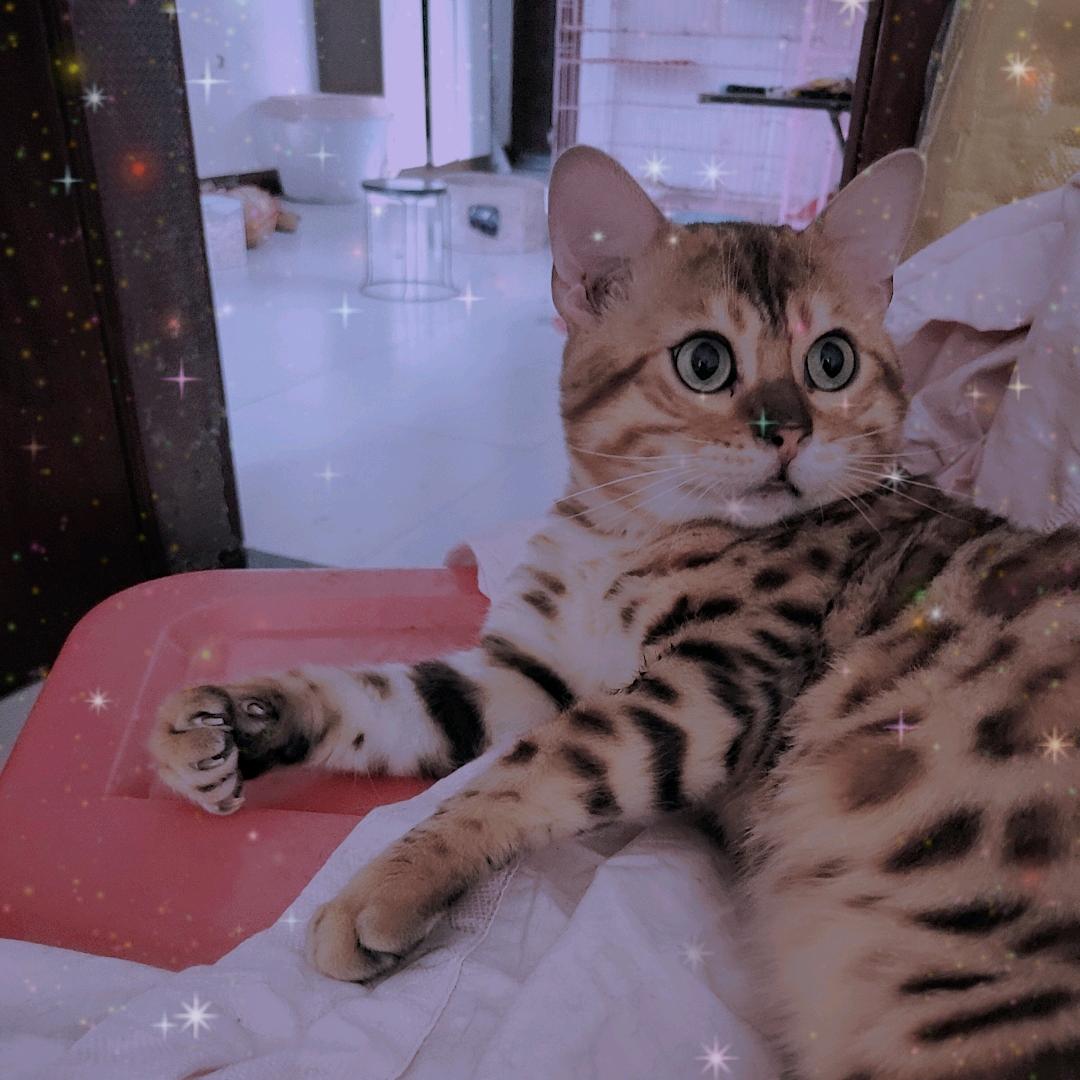 猫二姐