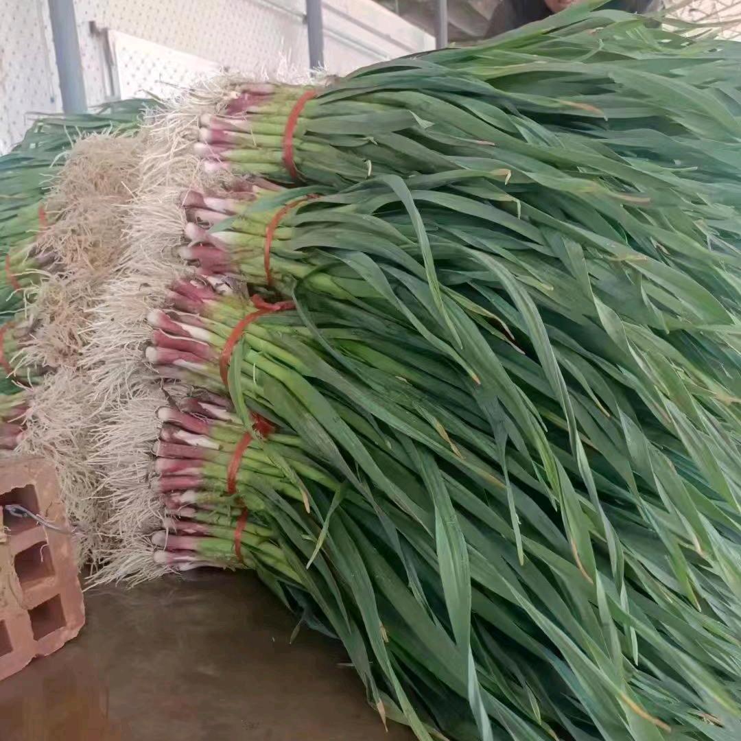 甘肃兰州高原夏菜哥