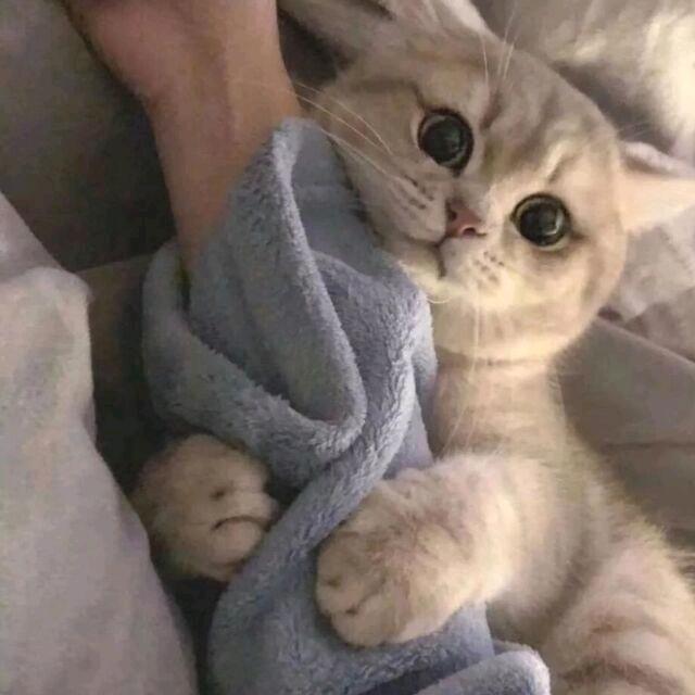 土豆丝炒破忒头