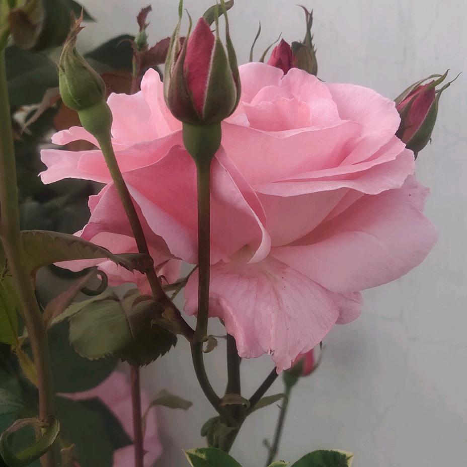 ...小杨
