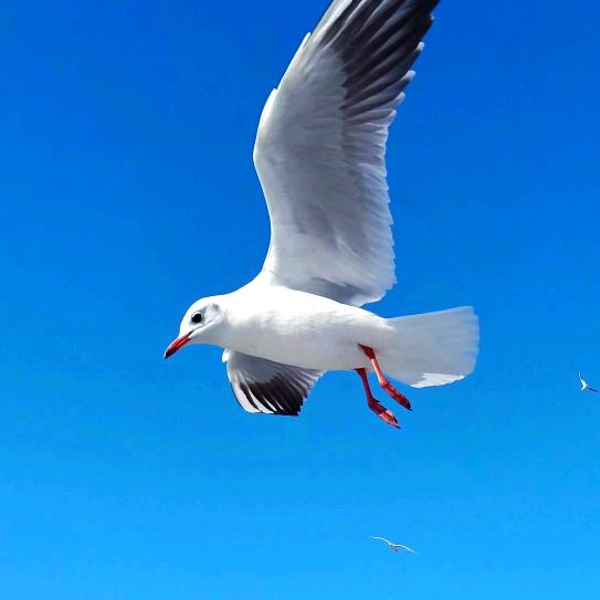 英姐（泰安居本地房东)