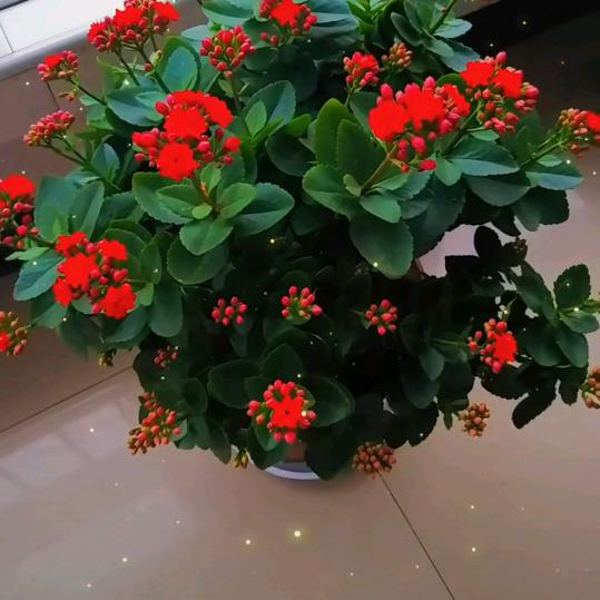 花🌹开富贵