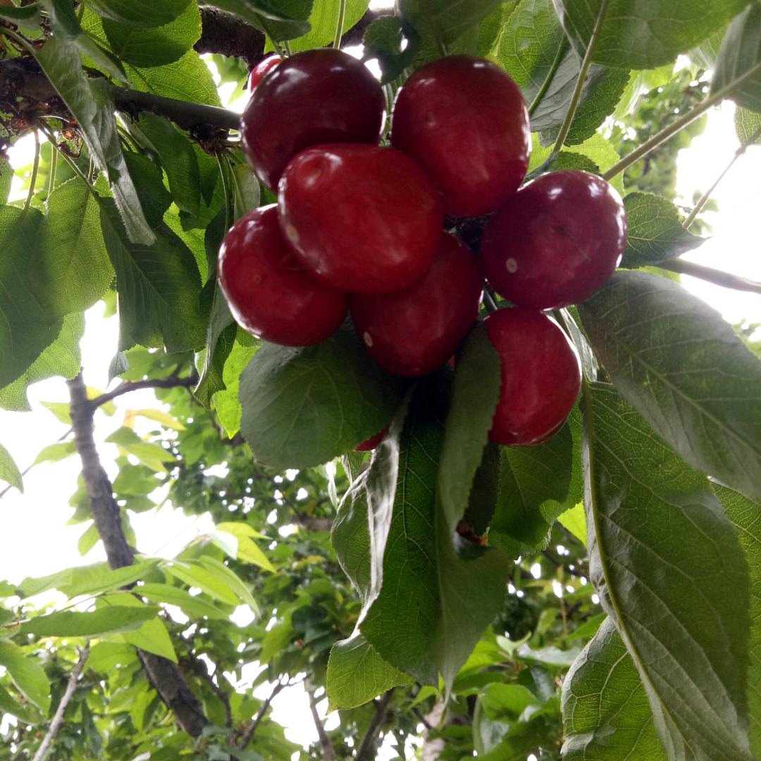 鹏程大樱桃苗木