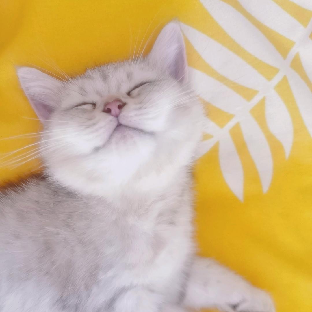 虎斑