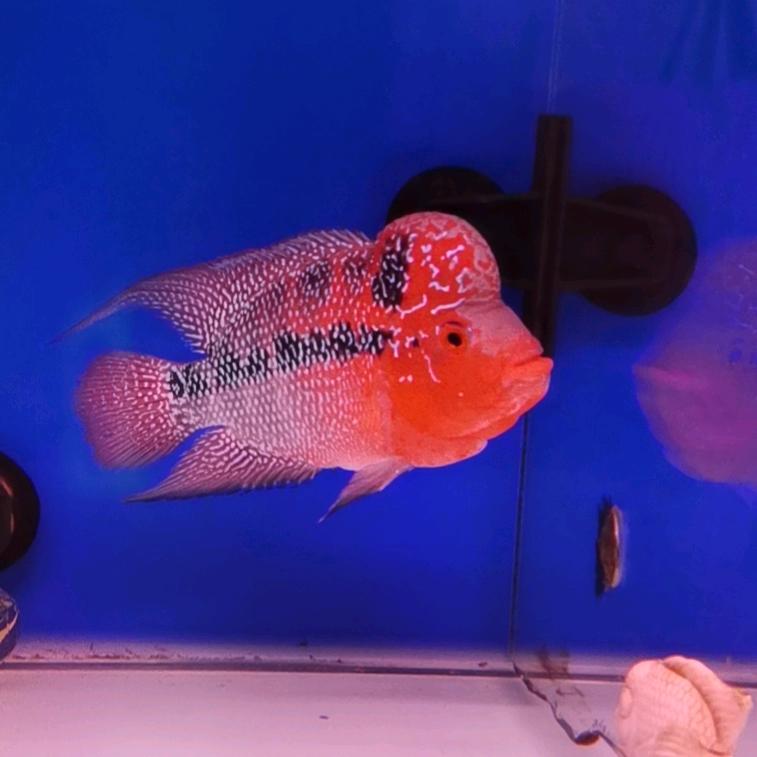 杨小鱼水族用品