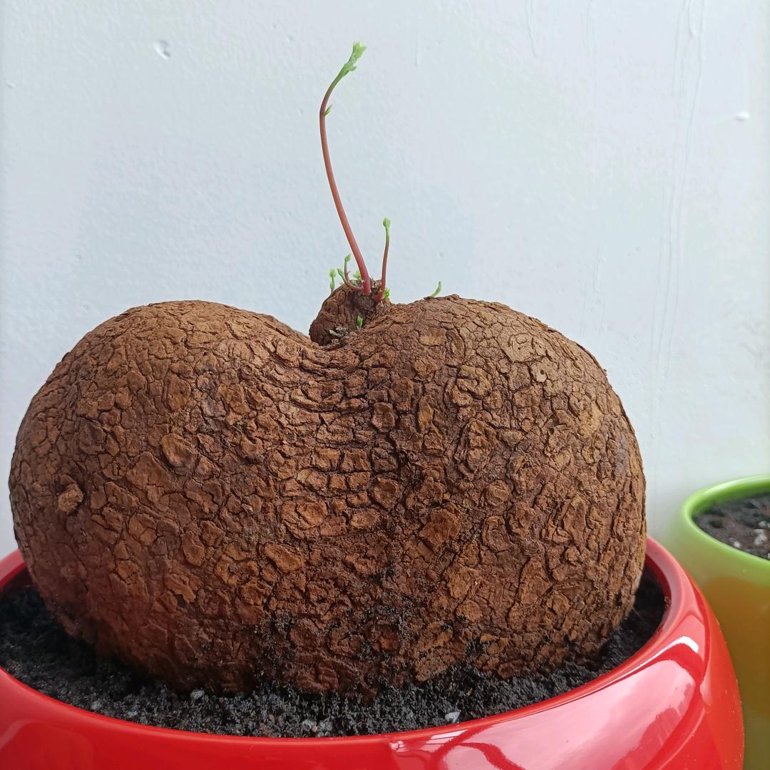 随便