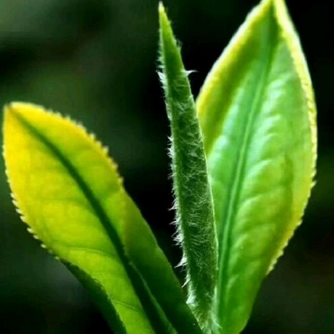 静静品茶行