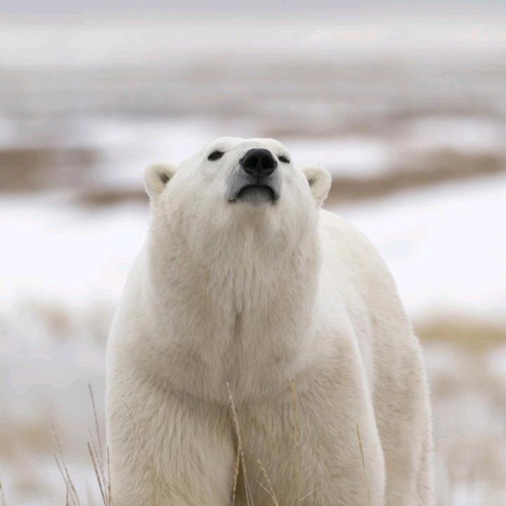 梁梁