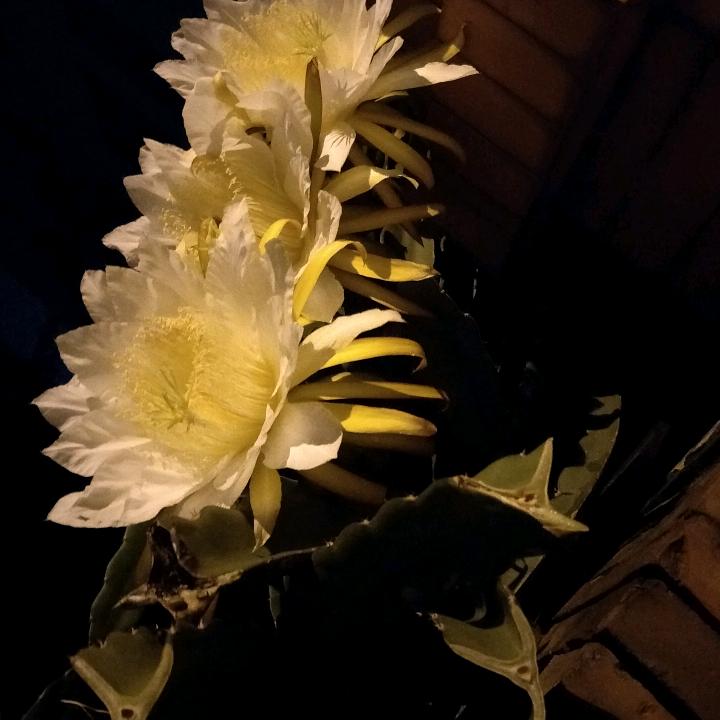 为君长留一缕香