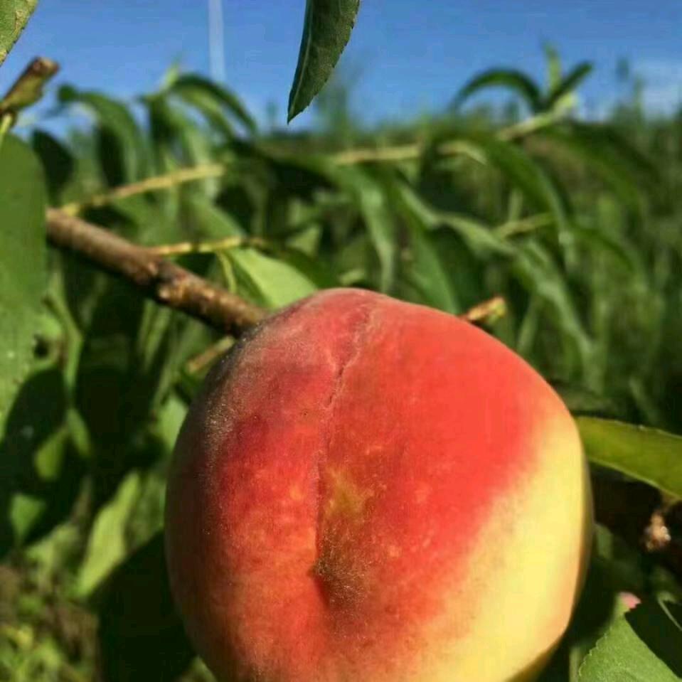 纺织工小淘