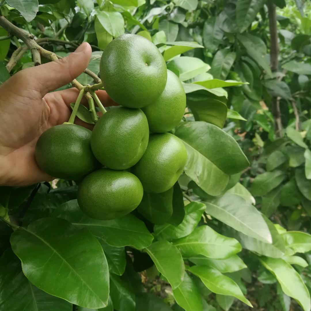 上杭稔田农产品严选铺子