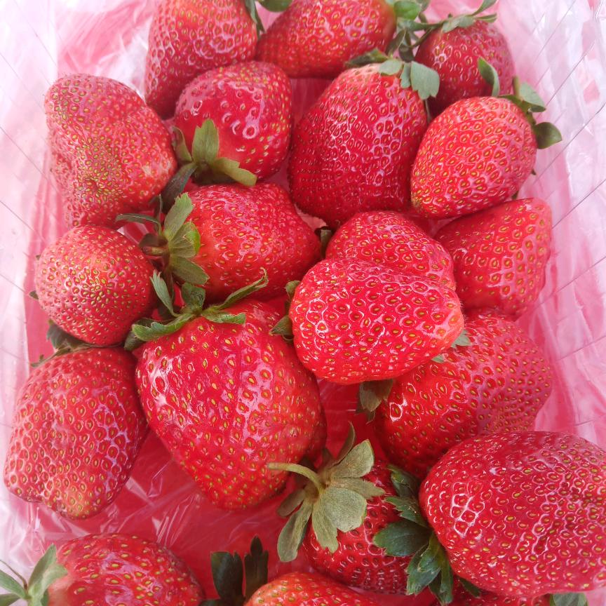 甜味草莓🍓