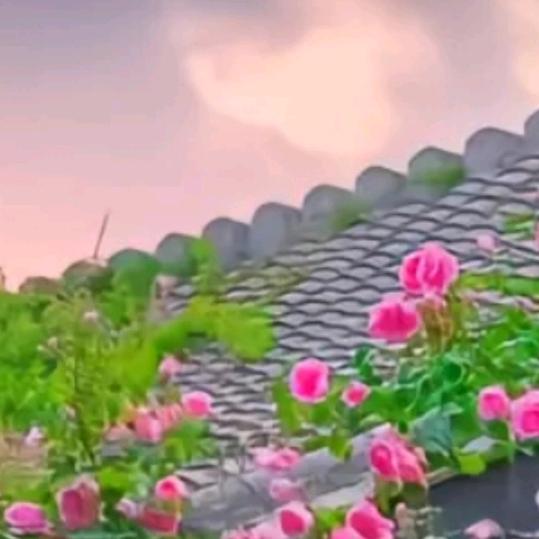 阿立姐