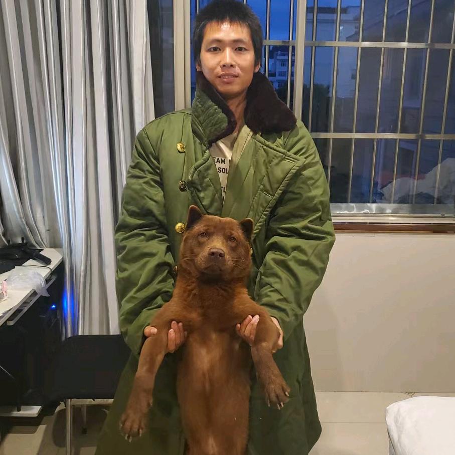 牧羊犬的自由（阿比和乌佬的流浪生活）