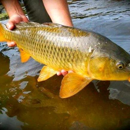 富源大庆卖ys大鲤鱼