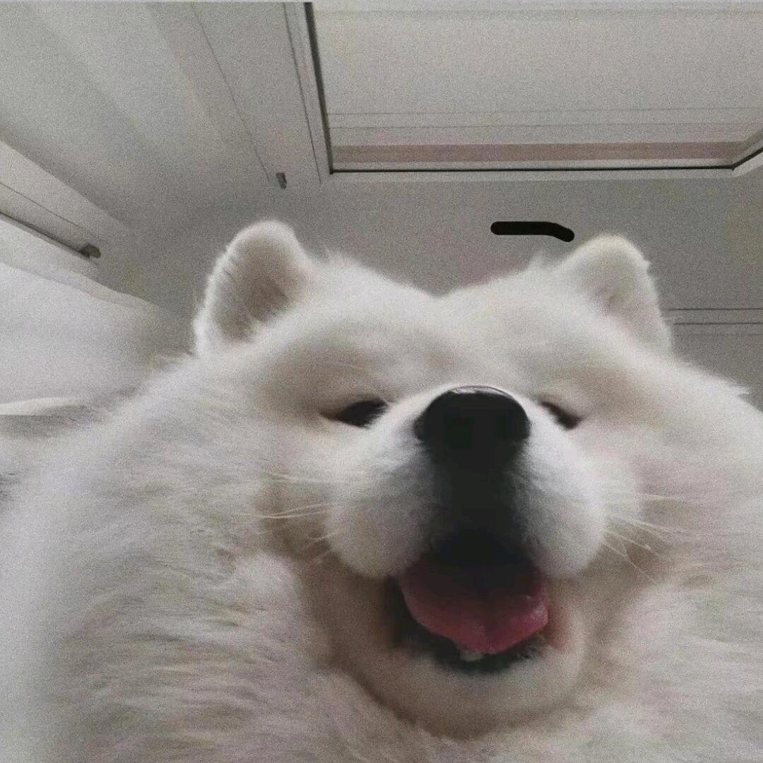 👀超级无敌暴龙👀