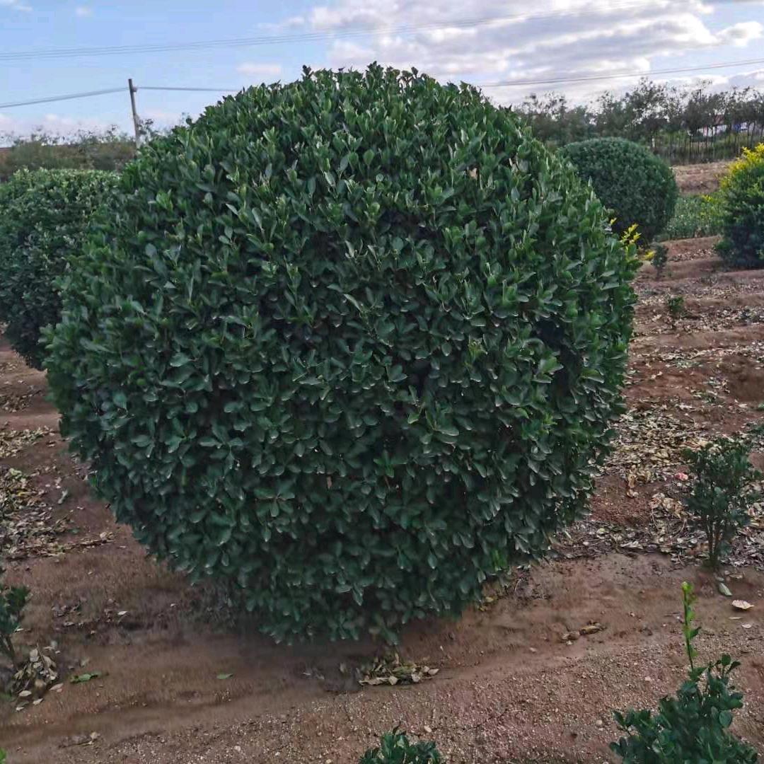 山东招远万亩大叶黄杨基地