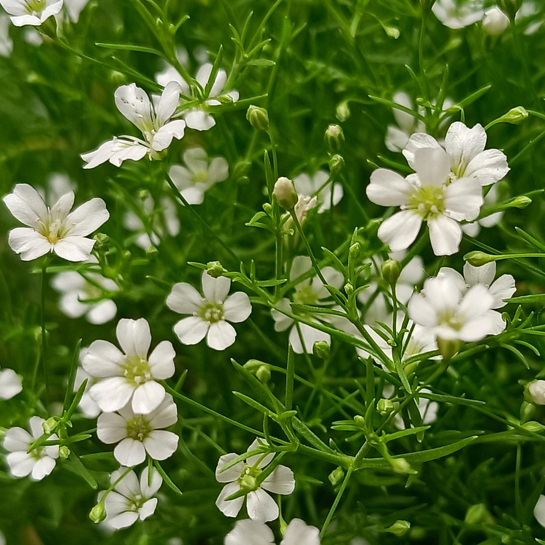 漫天飞舞