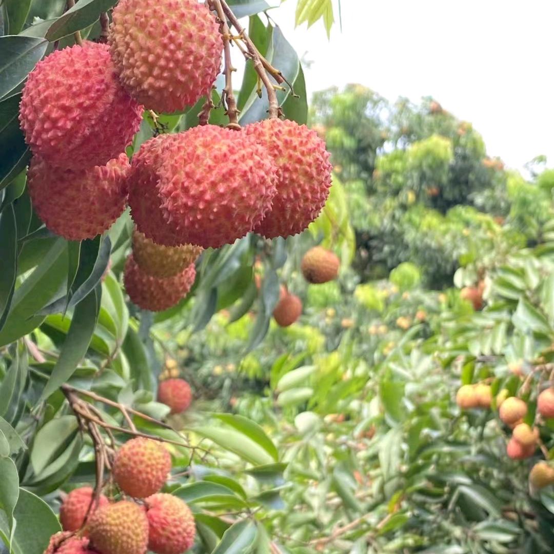 陈,