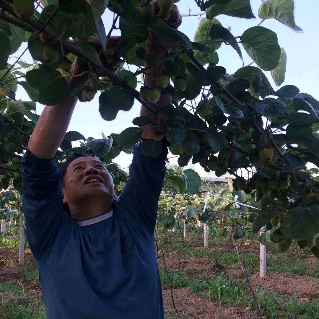 武功县叶尔种植专业合作社