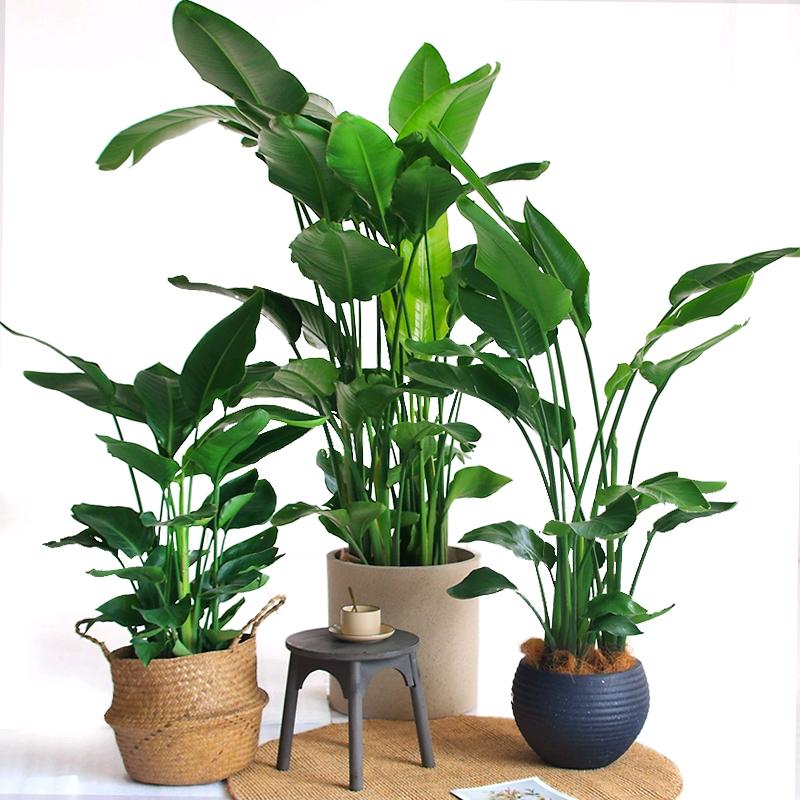 梅果蔬品绿植旗舰店