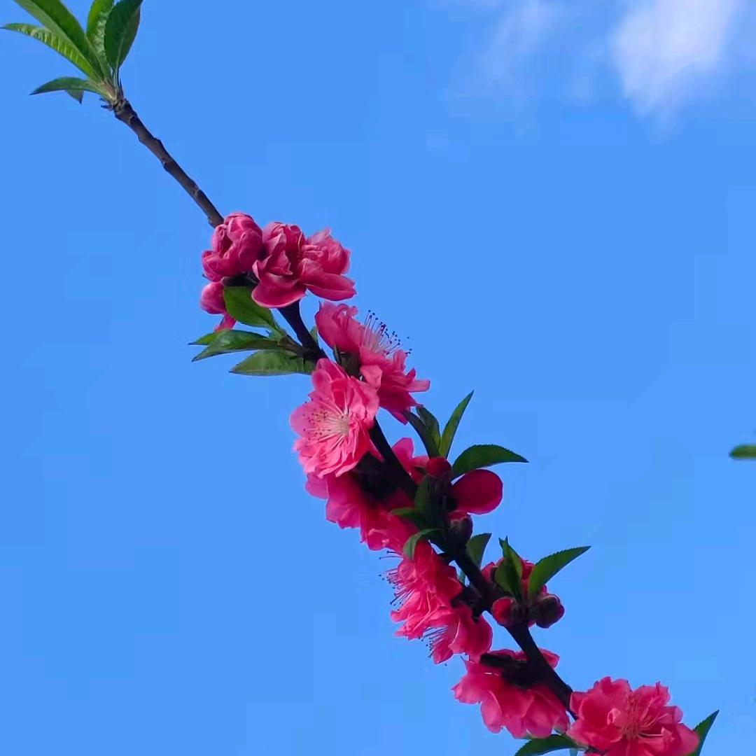 叶🌱子