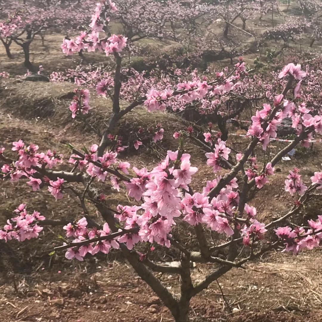 笑迎岁月