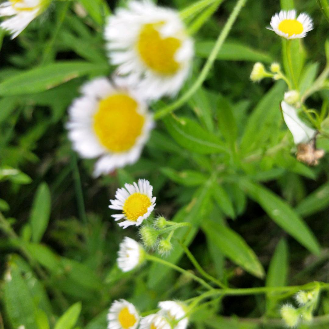 芯悦