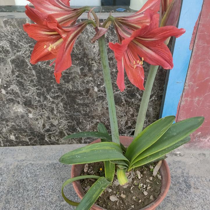 ✺◟(∗❛ัᴗ❛ั∗)◞✺