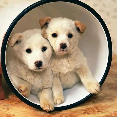 狗市直播淘好狗