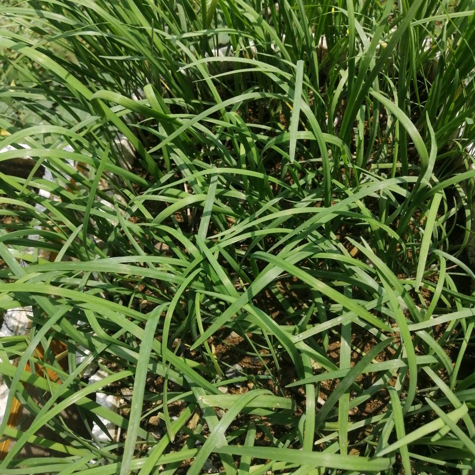 上山虎