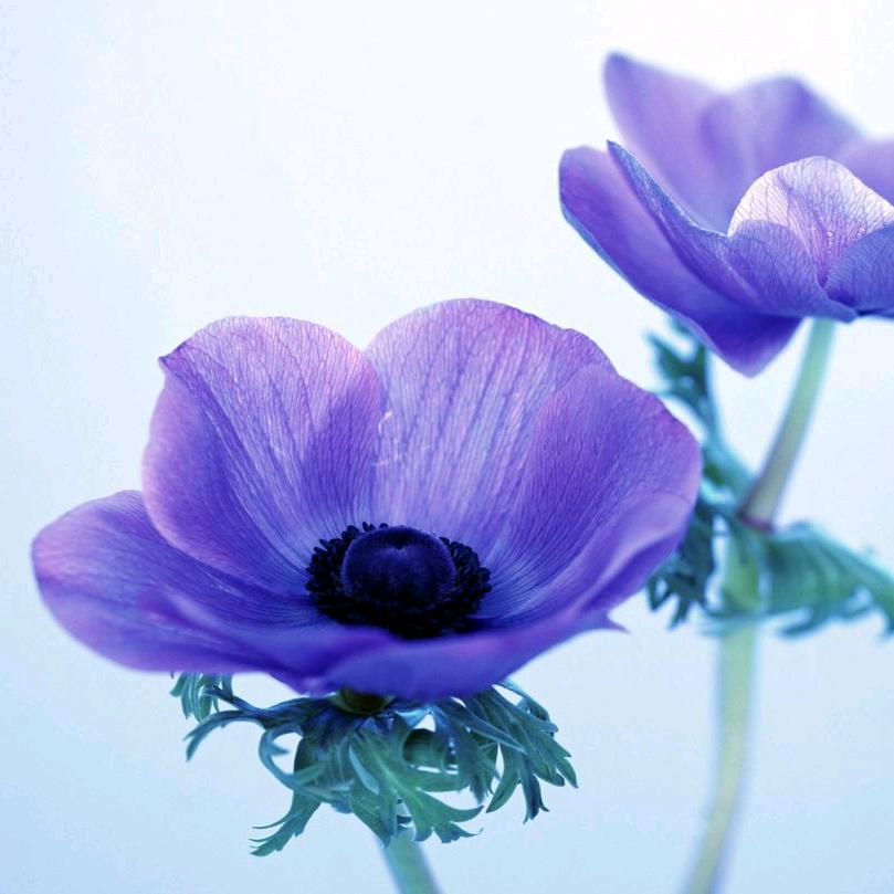 潇洒走一回🌻🌺