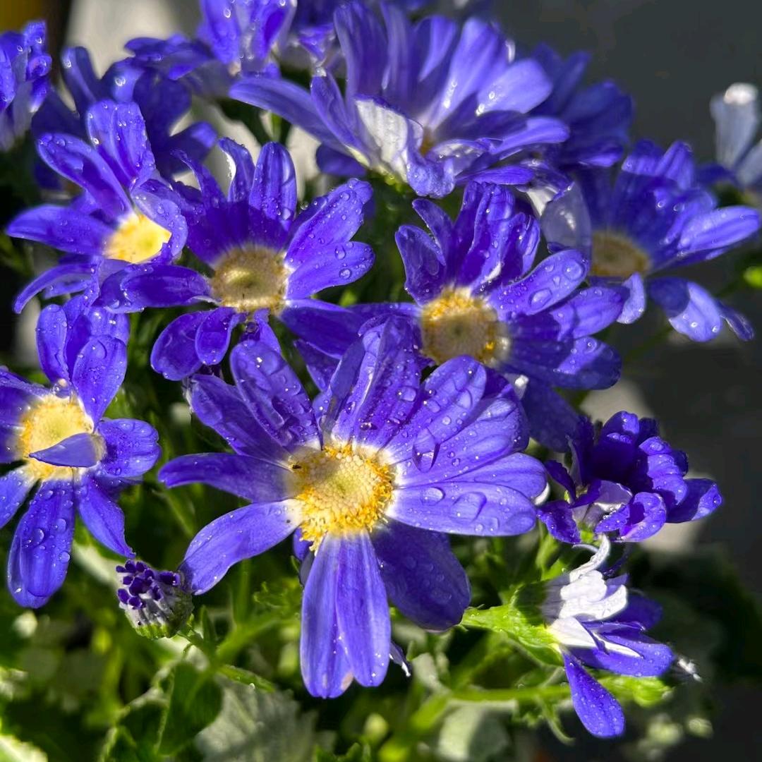 木悦花语流芳