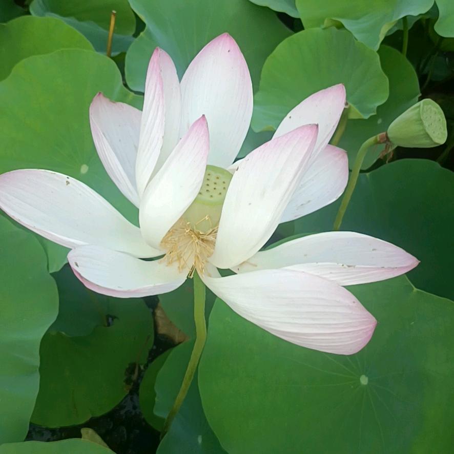扯社会=扯江湖