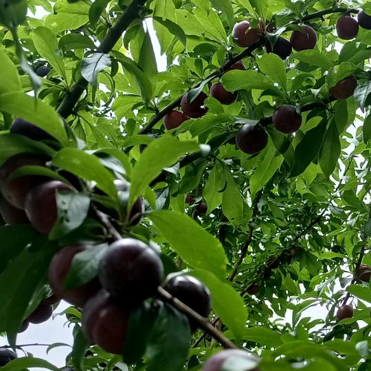 冰糖蜜脆李果园