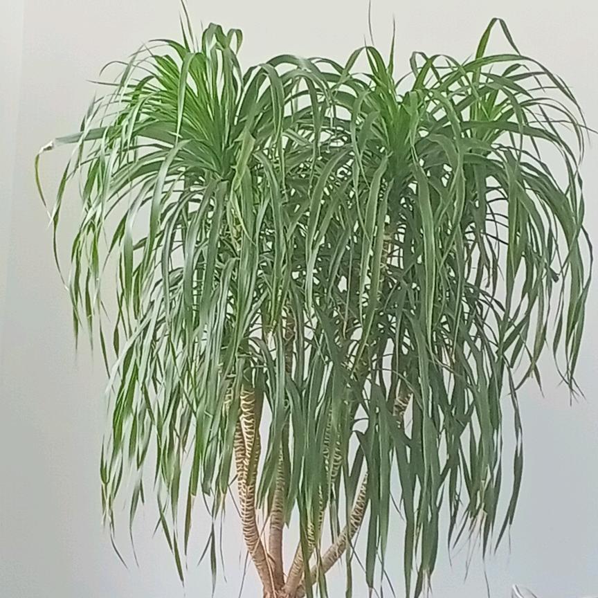 ，芳子