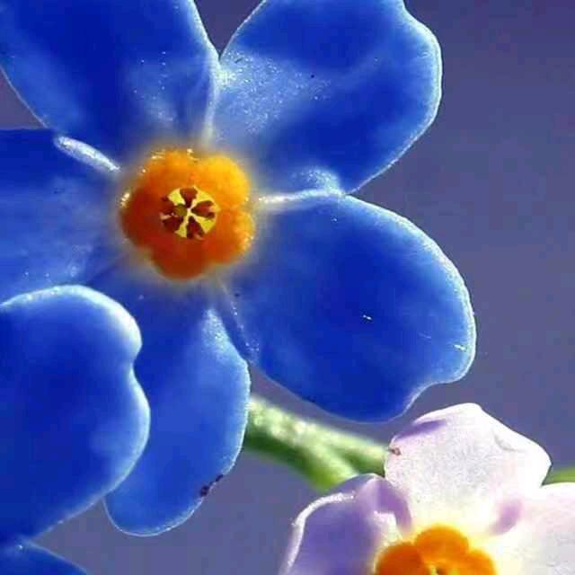 灵芝