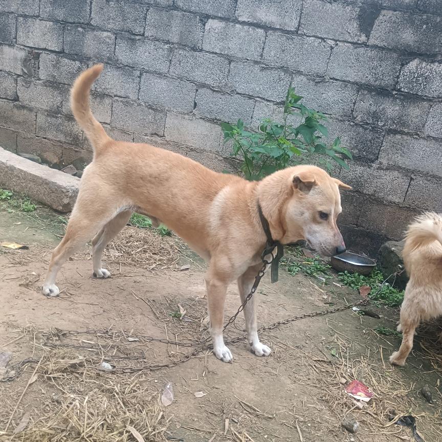 广西菜狗🐈🐕‍🦺