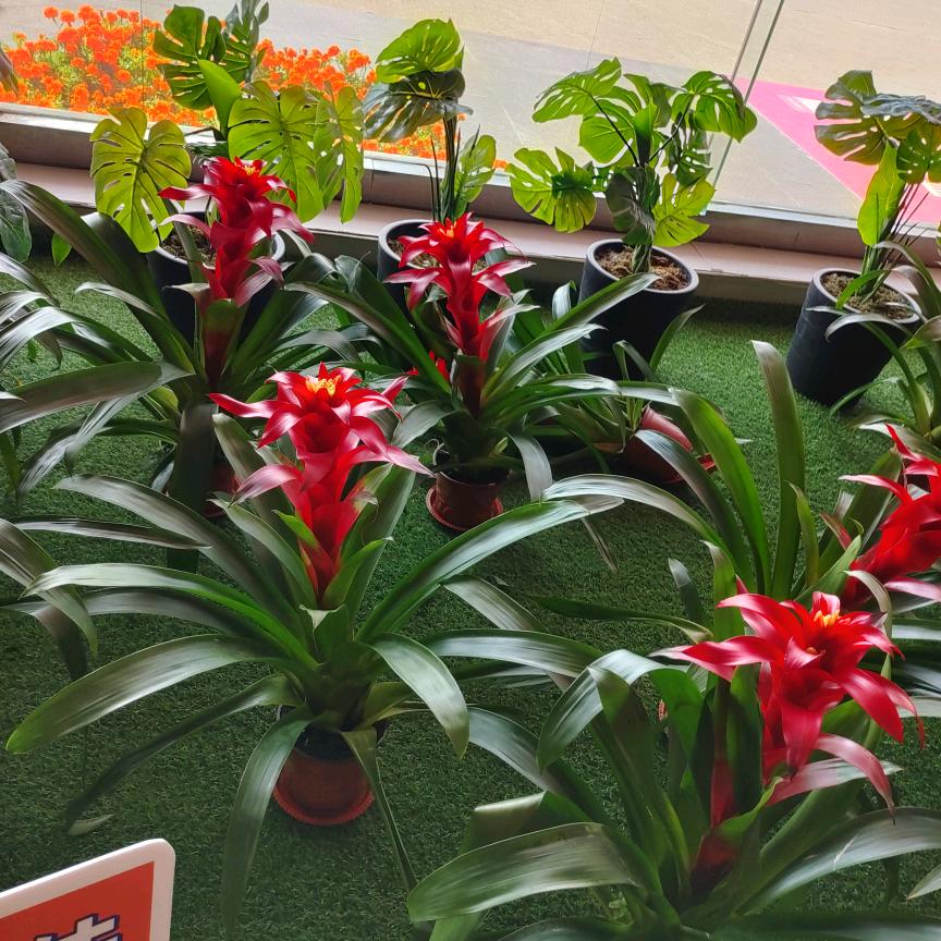 曲阜佳美太阳树纯实木家具苏