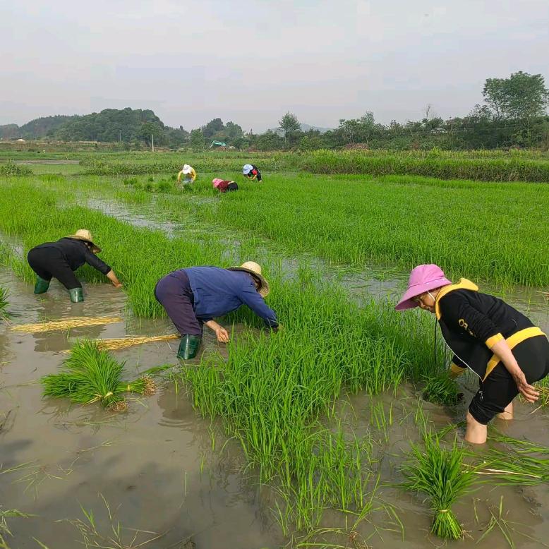 武功山阿奇（楚泽农业）