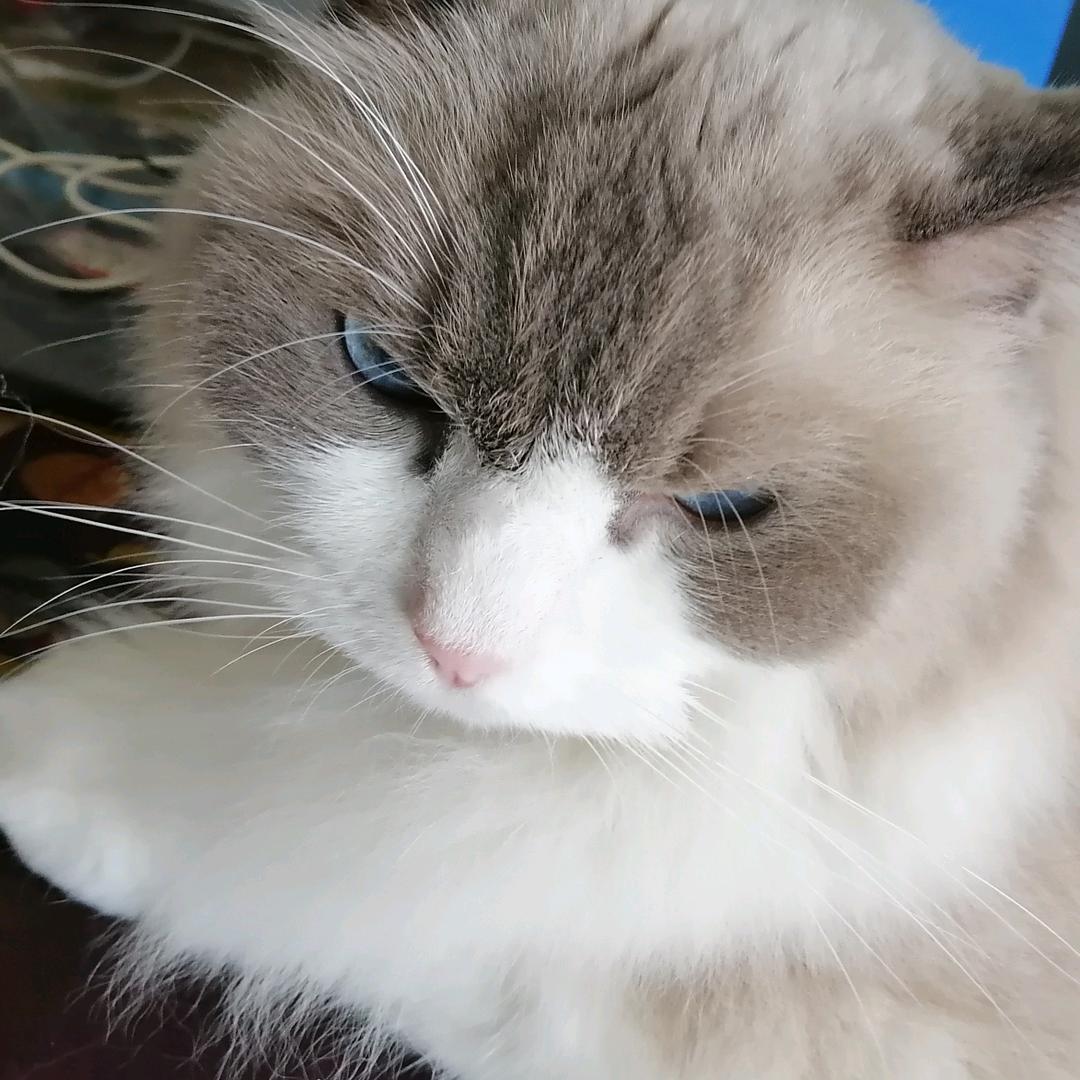 灰灰娃