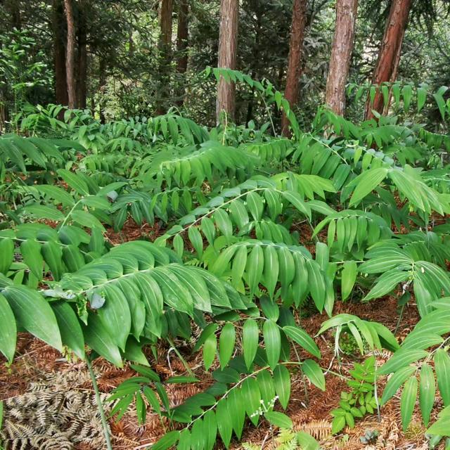 新化刘武