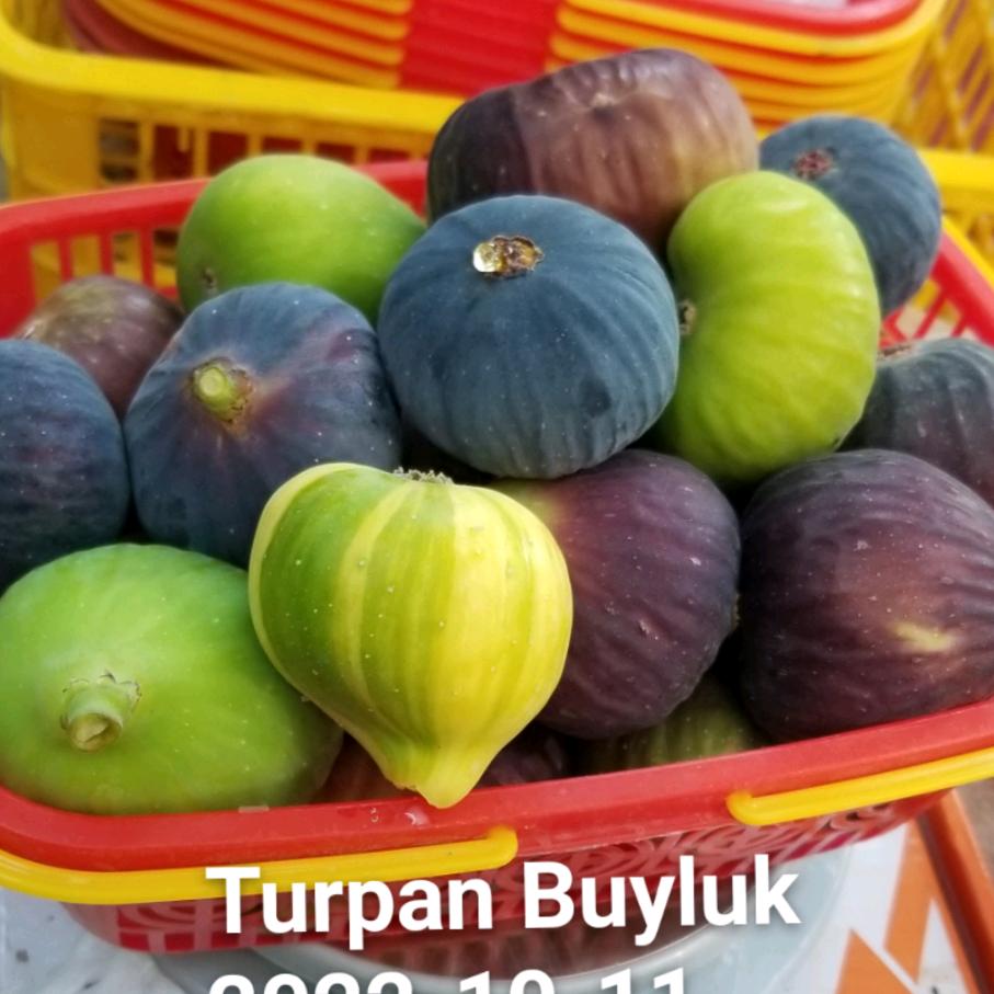 葡萄沟无花果园