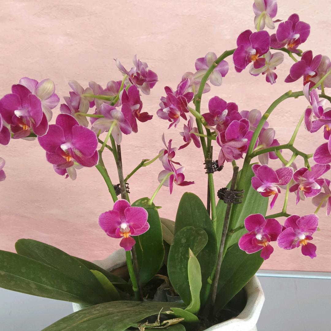 雅华花卉