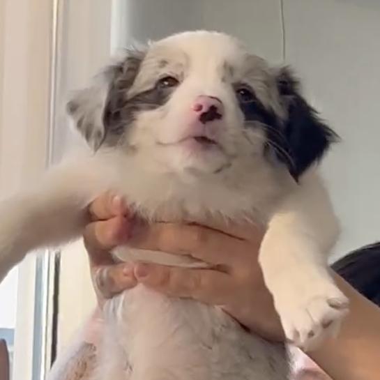 大力是铁锤
