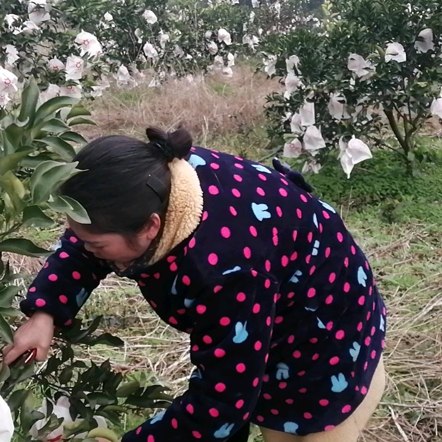 叶子陈兰，金李井，金香炉