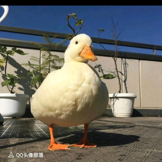 顾柠