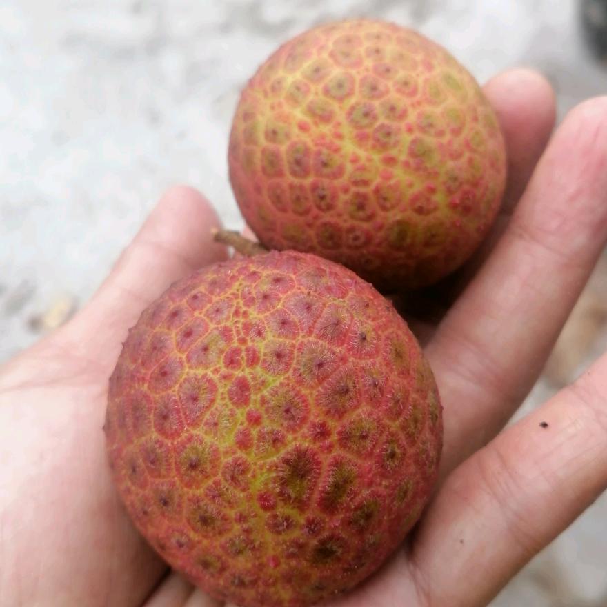 👩‍👩‍👦‍👦人生不易