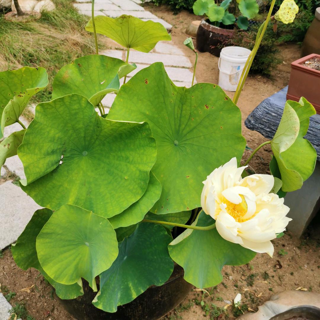 奋飞之鹰