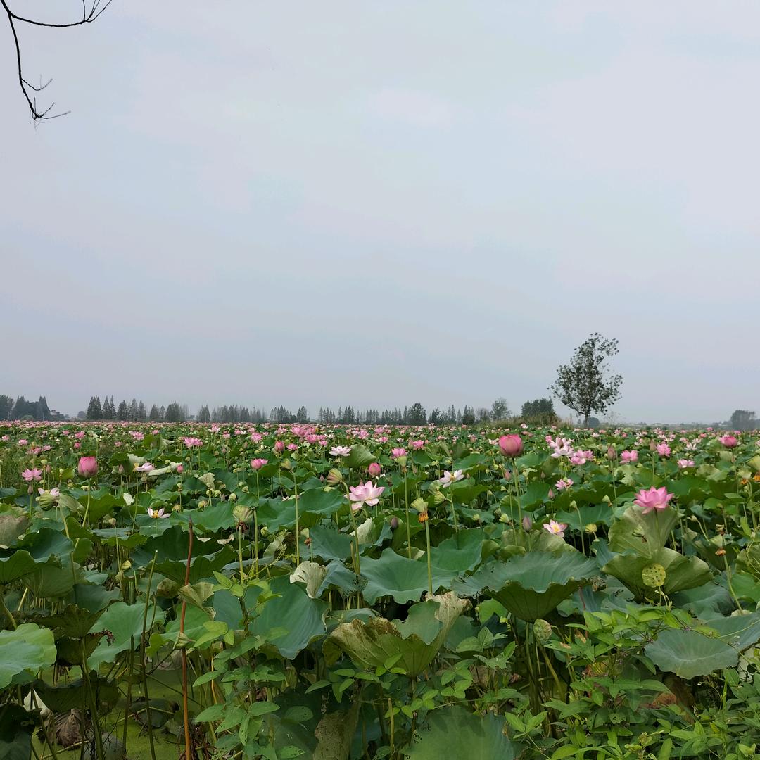 AAAA